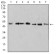KLF2 Primary Antibody MP31062 [M2F12A11]