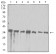 APEX1 Primary Antibody MP31203 [M7A2G7]