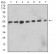 CD57 Primary Antibody MP31494 [M3F6D6]