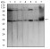 TFAP2A Primary Antibody MP30791 [M7D2B5]