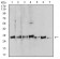 YWHAB Primary Antibody MP30990 [M5B5G10]
