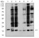 ANAPC10 Primary Antibody MP31139 [M3E9A9]