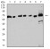 ESR1 Primary Antibody MP31154 [M6A6E8]