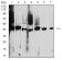 AUP1 Primary Antibody MP31487 [M1H6A1]