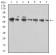 CD96 Primary Antibody MP31510 [M5E6C12]