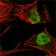MSH2 Primary Antibody MP20025 [M1B3A8A8]