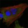 MCL-1 Primary Antibody MP20027 [M8C6D4B1]
