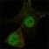 Foxp3 Primary Antibody MP20045 [M2A11G9; 2A11C2]