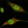 ERK2 Primary Antibody MP20092 [M4C11]