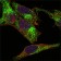 INHA (Inhibin alpha) Primary Antibody MP20106 [M4A2]