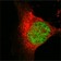 MYST1 Primary Antibody MP20140 [M8C4C4]
