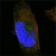 SORL1 Primary Antibody MP20150 [M3B6B11]