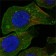 DDR2 Primary Antibody MP20151 [M3B11E4]