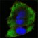FER Primary Antibody MP20152 [M5D2C4]