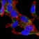 AMACR Primary Antibody MP20155 [M2A10F3]
