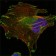 LPP Primary Antibody MP20178 [M8B3A11]