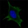 Calreticulin Primary Antibody MP20181 [M1G6A7]