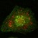 Calnexin Primary Antibody MP20189 [M3H4A7]