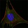 Glucose-6-phosphate isomerase Primary Antibody MP20198 [M1B7D7]