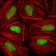 CHK2 Primary Antibody MP20223 [M1C12B8]
