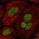 MLH1 Primary Antibody MP20246 [M4C9C7]