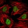 HDAC3 Primary Antibody MP20259 [M7G6C5]