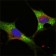 LIN28 Primary Antibody MP20271 [M6D1F9]
