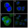 CD44 Primary Antibody MP20282 [M8E2F3]