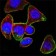 CD44 Primary Antibody MP20282 [M8E2F3]