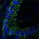CD44 Primary Antibody MP20282 [M8E2F3]