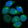 PEG10 Primary Antibody MP20295 [M1B1C4]