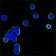 human IgG(Fc Specific) Primary Antibody MP20326 [M4A10]