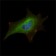 FMR1 Primary Antibody MP20327 [M4G9]