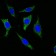 Cytokeratin(Pan) Primary Antibody MP20335 [M7H8]
