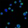 CD18 Primary Antibody MP20346 [M10E12]