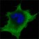 SOD1 Primary Antibody MP20349 [M6F5]