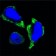 PAK2 Primary Antibody MP20356 [M3B5]