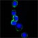 ERBB3 Primary Antibody MP20367 [M2F9]