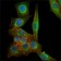 TUBB3 Primary Antibody MP20374 [M2E9]