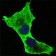 DAXX Primary Antibody MP20389 [M7A11]