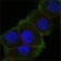 DAXX Primary Antibody MP20389 [M7A11]