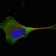 WNT10B Primary Antibody MP20395 [M5A7]