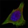 JAK3 Primary Antibody MP20400 [M5H2]