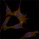 FABP2 Primary Antibody MP20416 [M9A9B7B3]