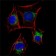 NGFR Primary Antibody MP20417 [M2F1C2]
