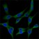 ST13 Primary Antibody MP20419 [M3B10]