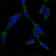 HSP70 Primary Antibody MP20421 [M5A6]