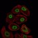 SMC1 Primary Antibody MP20426 [M5B6]