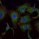 Rab25 Primary Antibody MP20430 [M3F12]