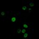 TRIM28 Primary Antibody MP20436 [M3G10A3]